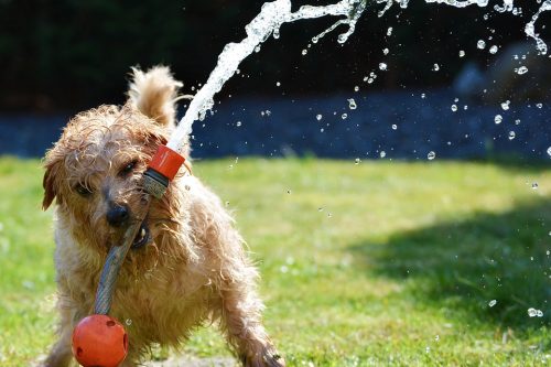 dog-1310545_960_720 dog-1310545_960_720